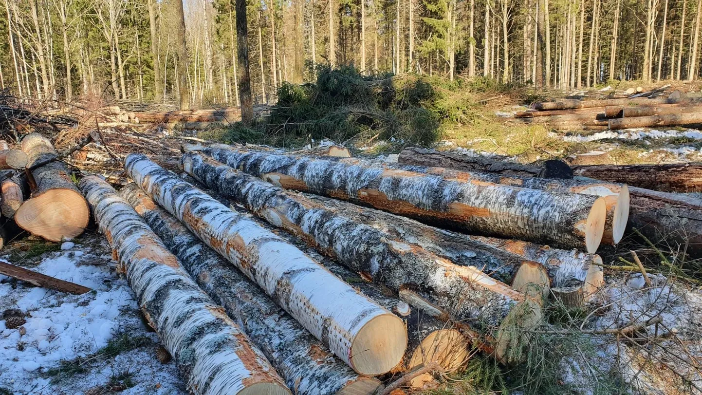 Selline pilt avanes Kullalaanes lageraie peatamise järel. Esiplaanil on üraskitõrje ettekäändel maha maha võetud kased.