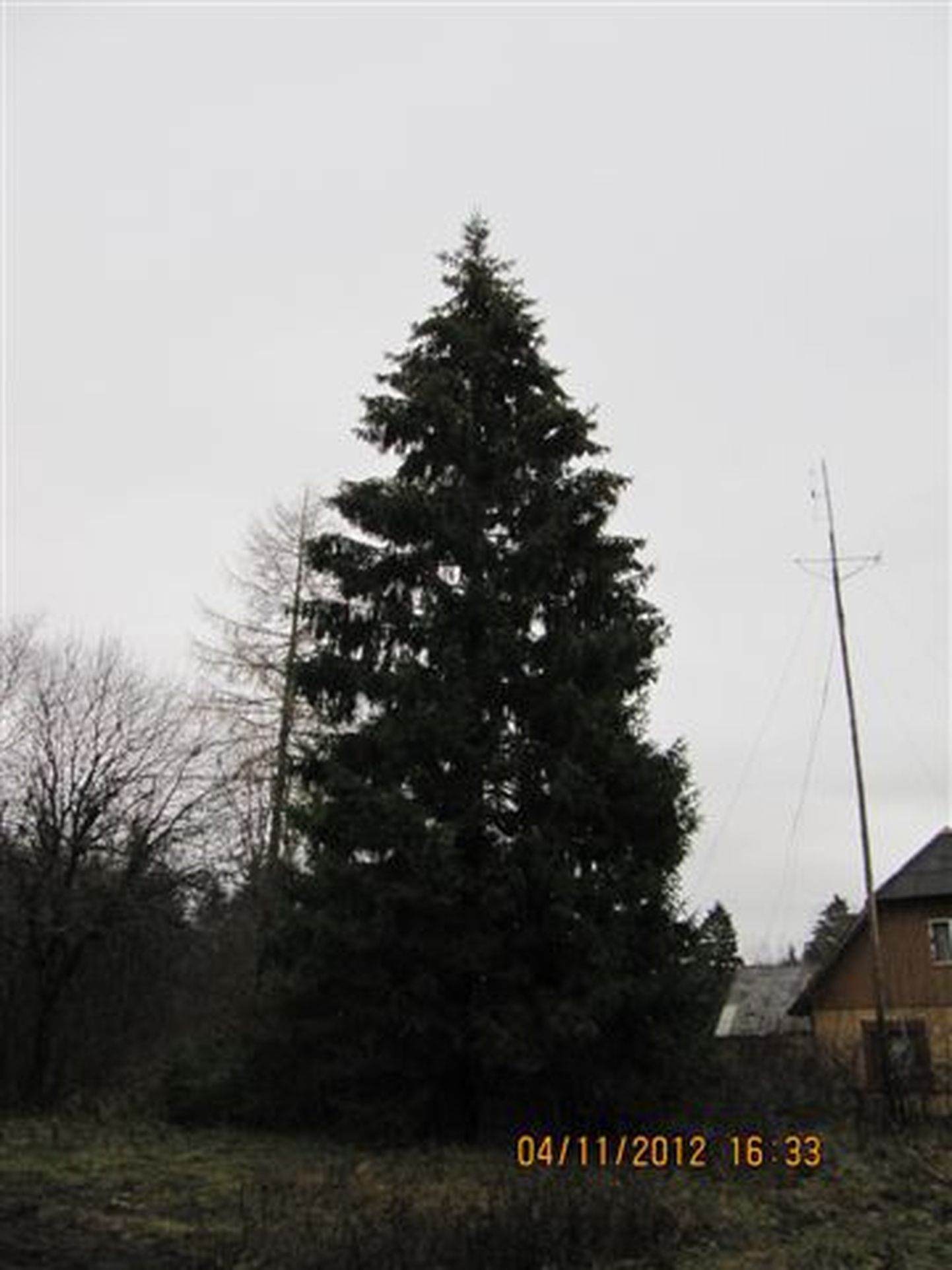 Raekoja platsi tänavune jõulupuu kasvab Kose vallas Kolu külas.