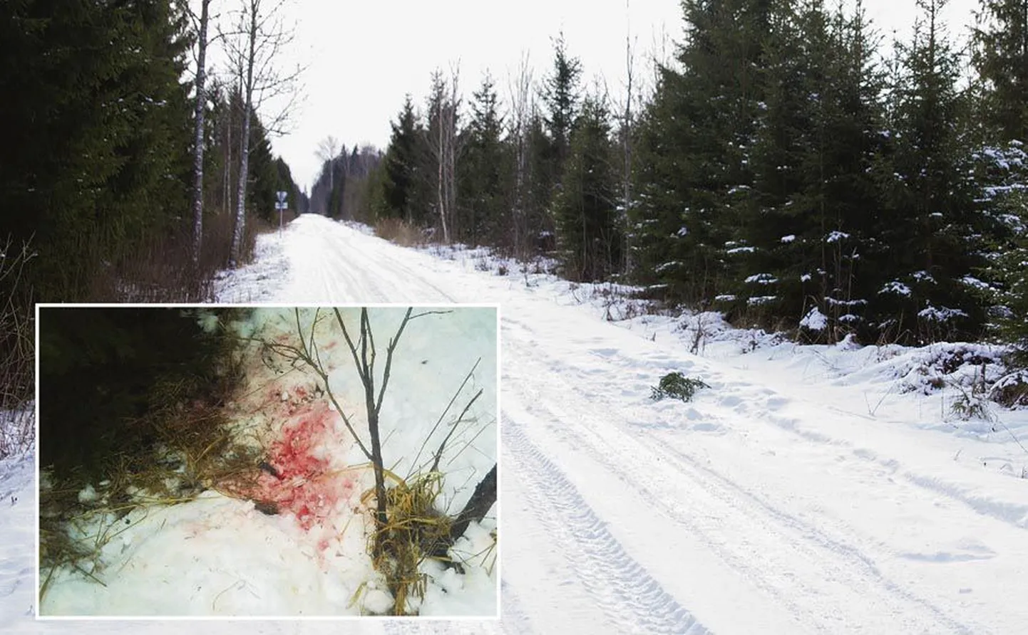 Üks sündmuskoht, mida keskkonnainspektsiooni esindajad uurisid, asub Puujala tee ääres. Seal oli veel eilegi märke verisest tegevusest, mis laupäeval aset leidis.