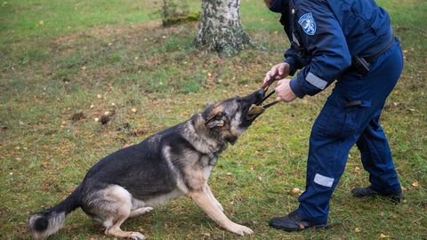 Teenistuskoerad panid Viru vanglas oma oskused proovile