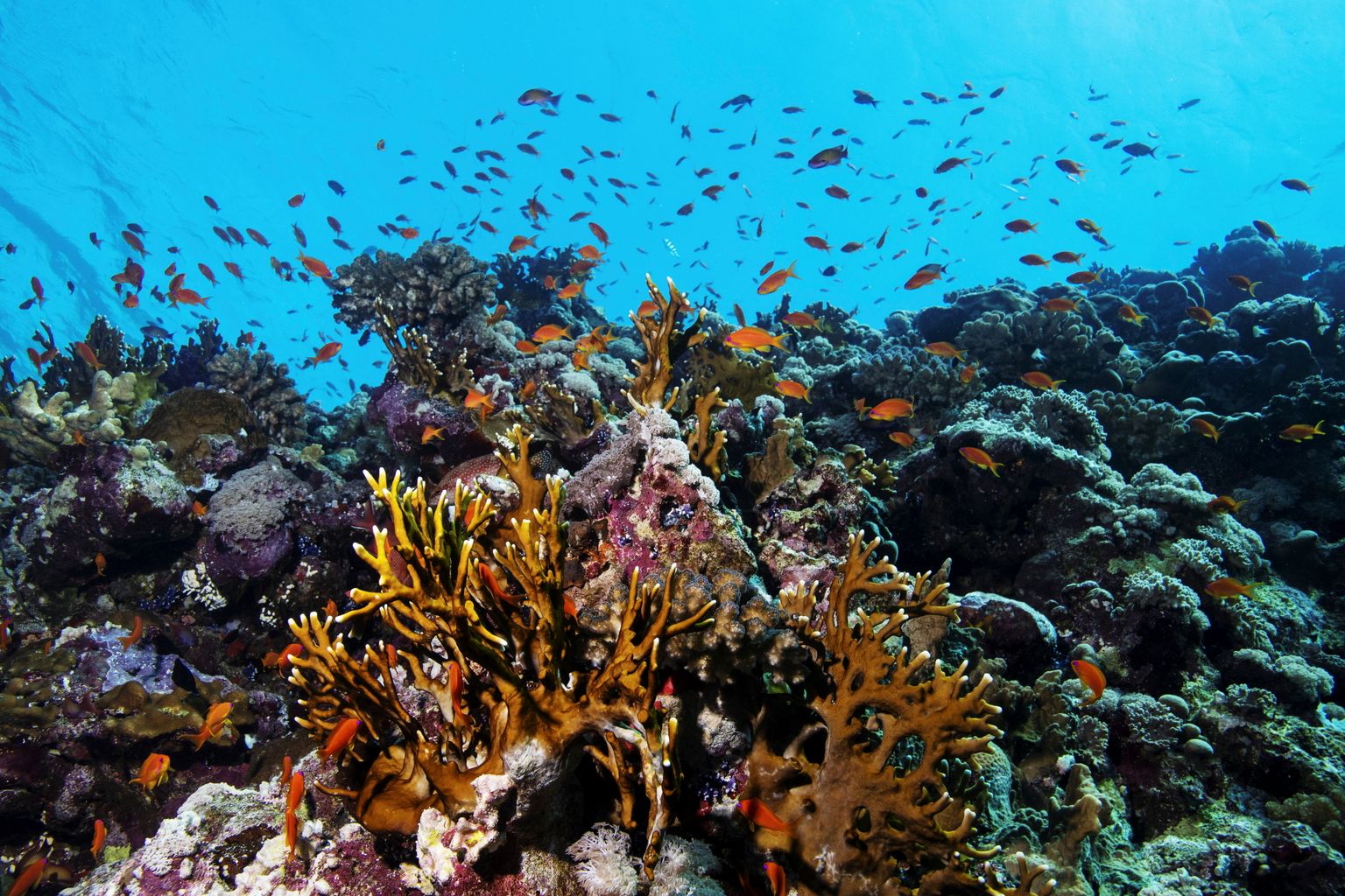 Sarkanās jūras koraļļu rifs.