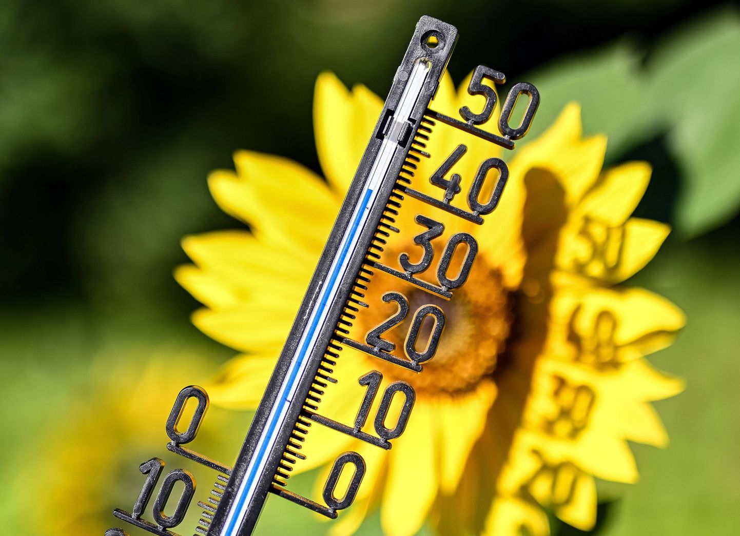 Termomeeter näitab ligi 40-kraadist kuumust Saksamaal