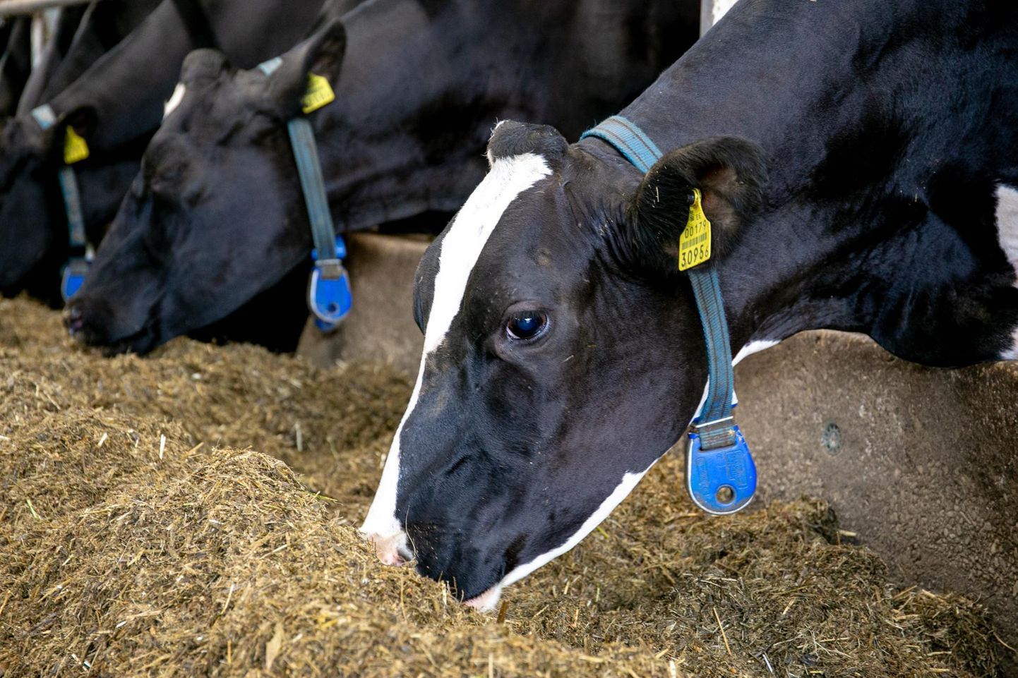 Pärnumaal suurenes piimaandjate arv tänavust esimest poolaastat mullusega võrreldes ligemale 1000 lehma võrra.