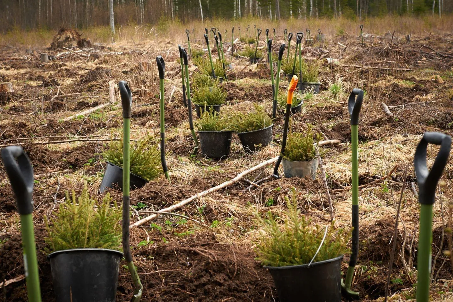 Rekordilised 22,4 miljonit taime saavad RMK poolt mulda istutatud tänavu aastal - lõviosa kevadel ja miljon neist sügiskuudel. Foto on illustreeriv.