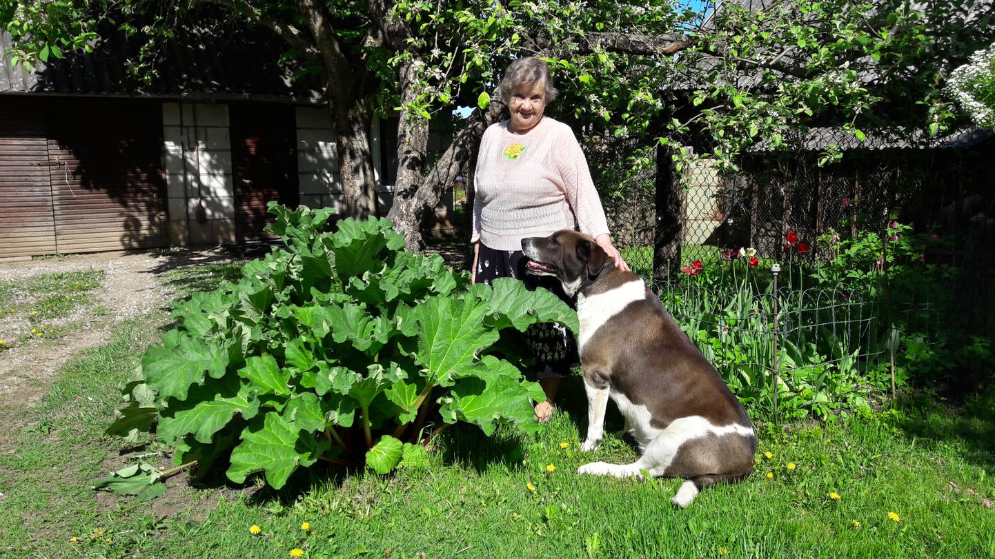 Vanaema Lea Korbunile pakub tema Lossikülas asuvas elamises seltsi pirakat kasvu koerapreili Bella.