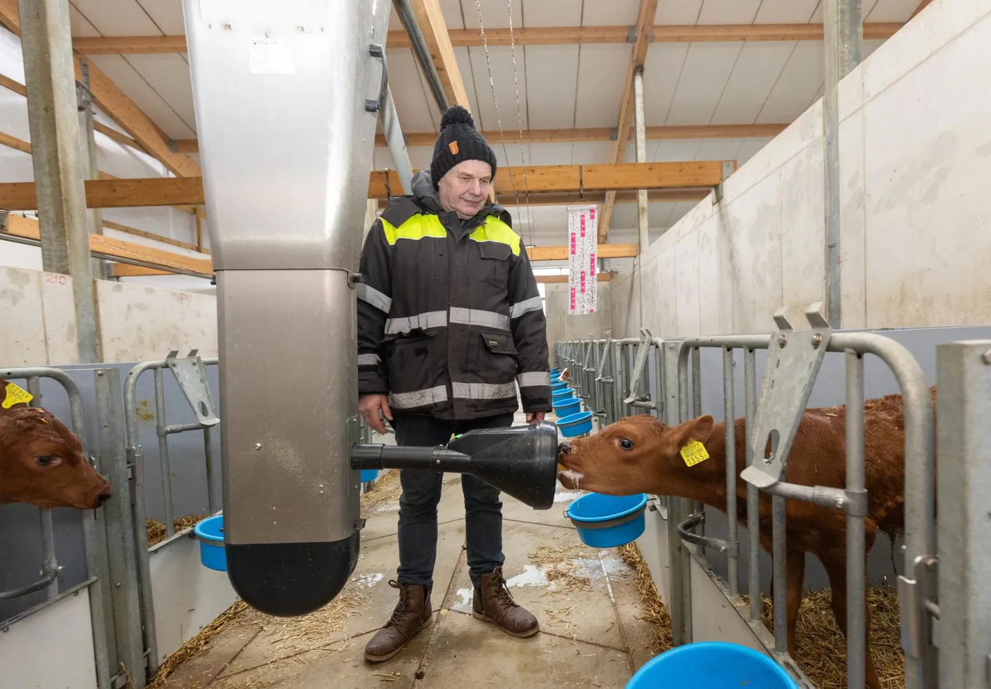 Kõpu PM-il on üks Eesti suuremaid punase lehma piimakarju, kuid nagu ettevõtte juht Tõnu Vreimann ütles, on seal ka musta-valgekirjusid lehmi. Neid võrreldes tähendas ta, et punikud lüpsavad küll vähem, aga nende piim on rammusam, sisaldades rohkem valku ja rasva, samuti on nende eluaja toodang suurem ehk nad püsivad kirjakutest kauem karjas. Fotol on vastsündinud vasikate laut.