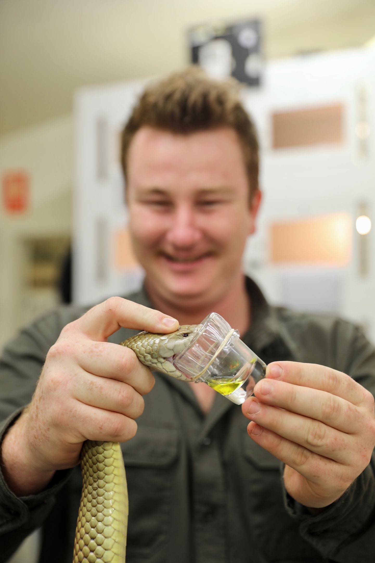 Austraalia roomajatepargi mürkmadude ekspert Zac Bower võtmas taipanilt mürki