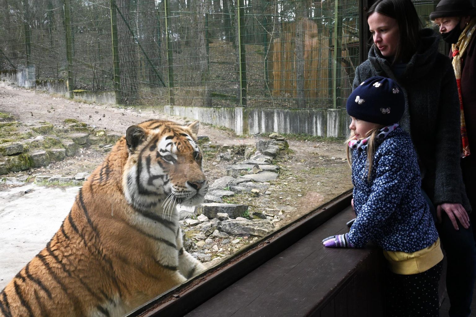 Тигр в Рижском зоопарке