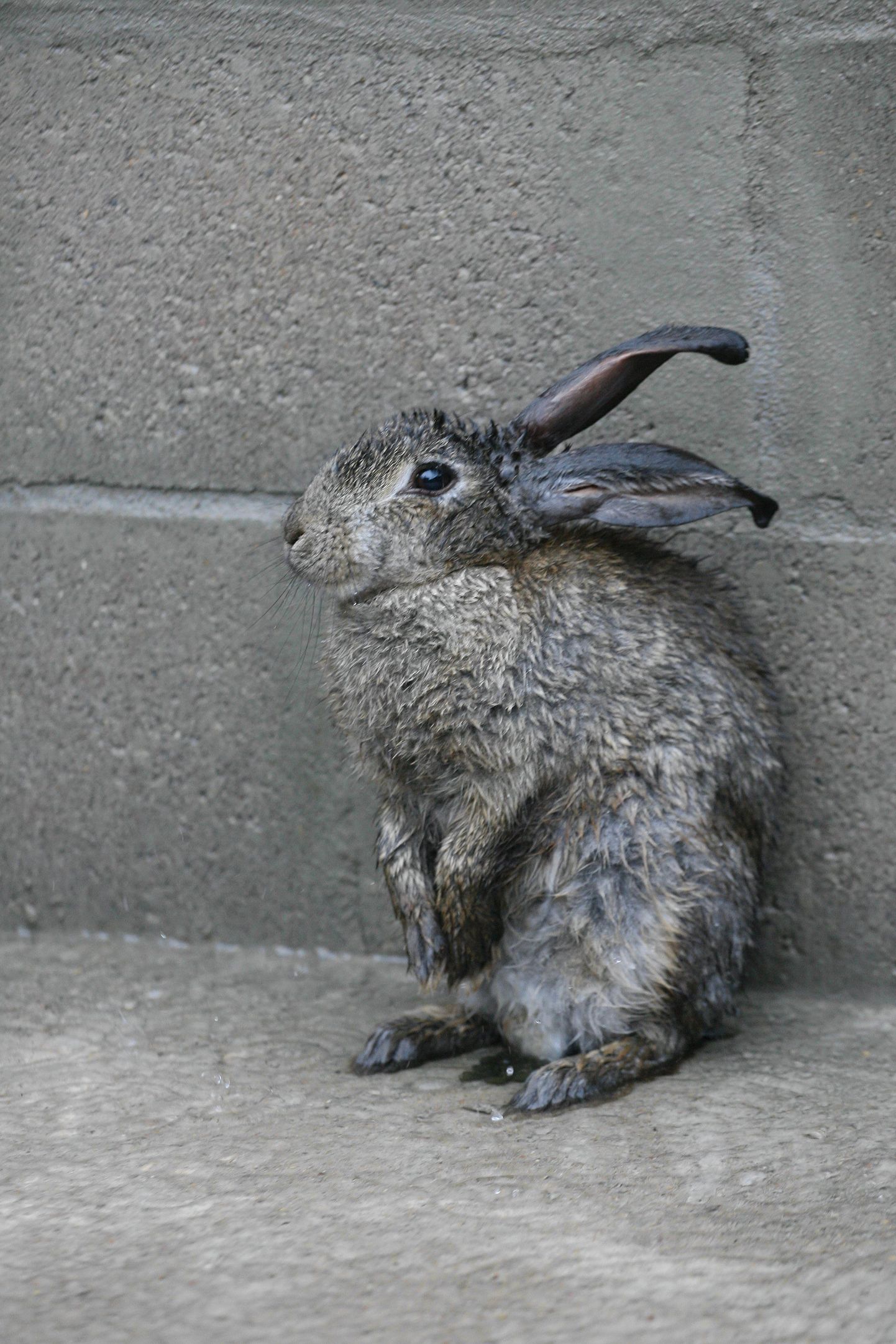 Бездомный кролик в Вильянди