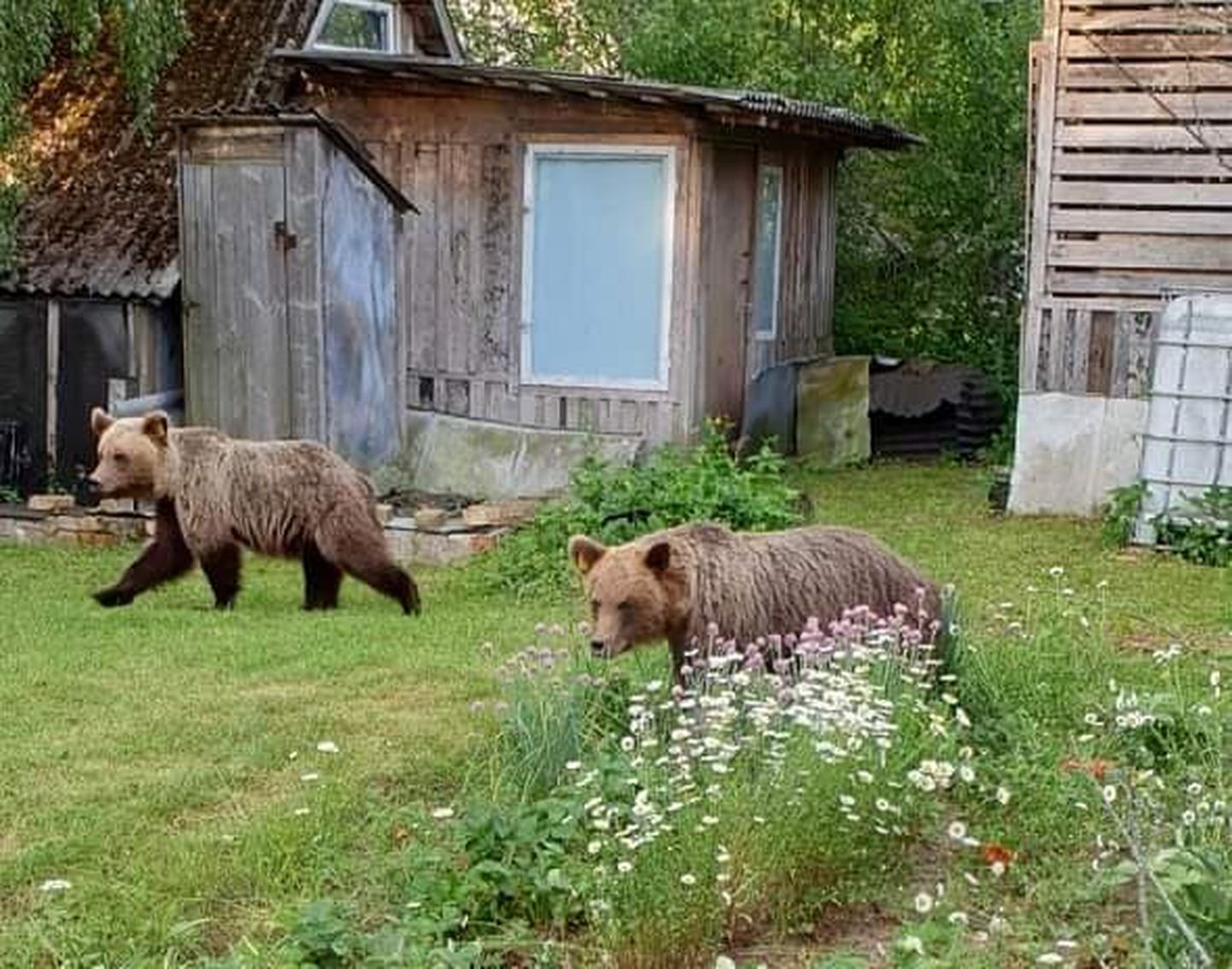 Valgat külastanud kaks karu.