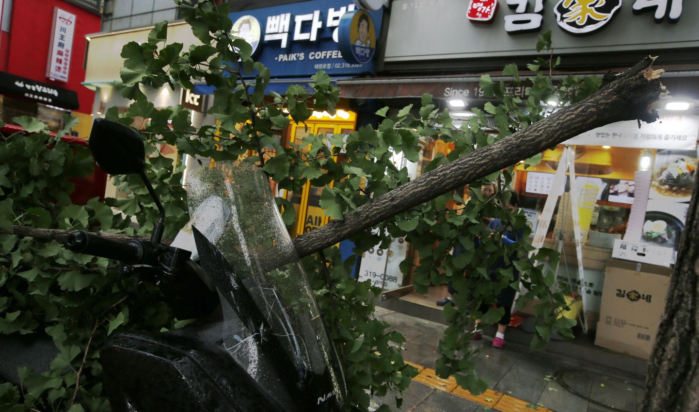epa07824744 A tree is knocked down due by the Typhoon Lingling in Seoul, South Korea, 07 September 2019. Typhoon Lingling hit the Seoul metropolitan area in the afternoon after passing southern resort of island of Jeju on the afternoon of September 06. Lingling's power ranks third among typhoons that have affected South Korea in history.  EPA/KIM HEE-CHUL