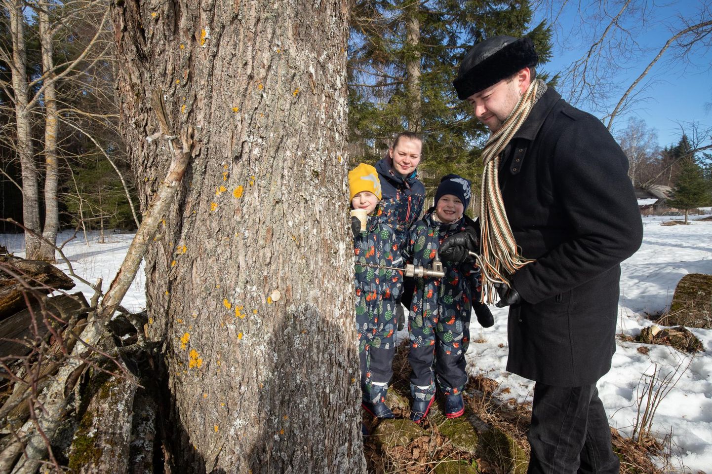 Martin Müller näitab, kuidas puust mahla saamiseks auku puurida – kaasa Anni ning kaksikud Ats-Johannes ja Juss-Martin on pealtvaatajate rollis.