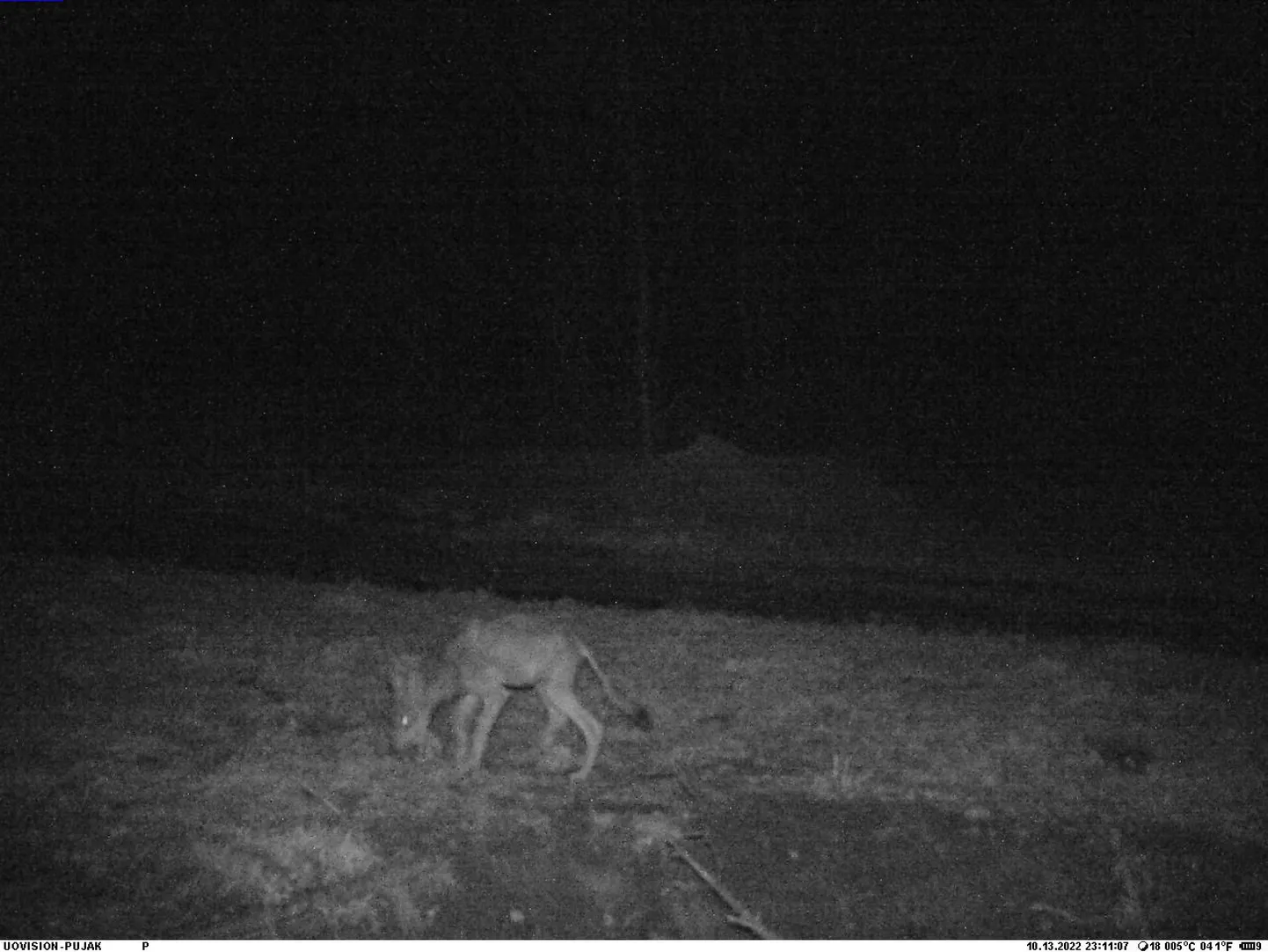 Tartumaal liikuv hunt on kärntõves.