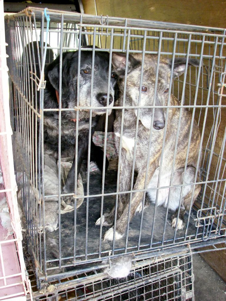 Lõuna-Korea koeralihafarmi koerad