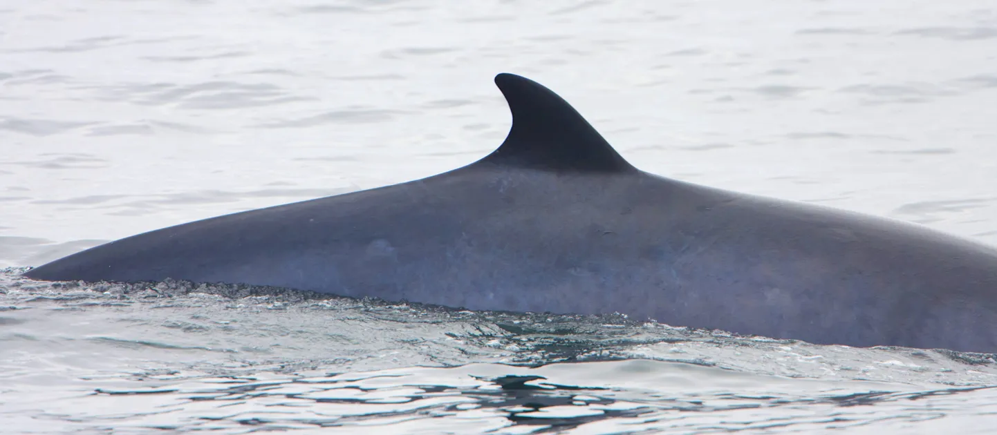 Kääbusvaal (Balaenoptera acutorostrata).