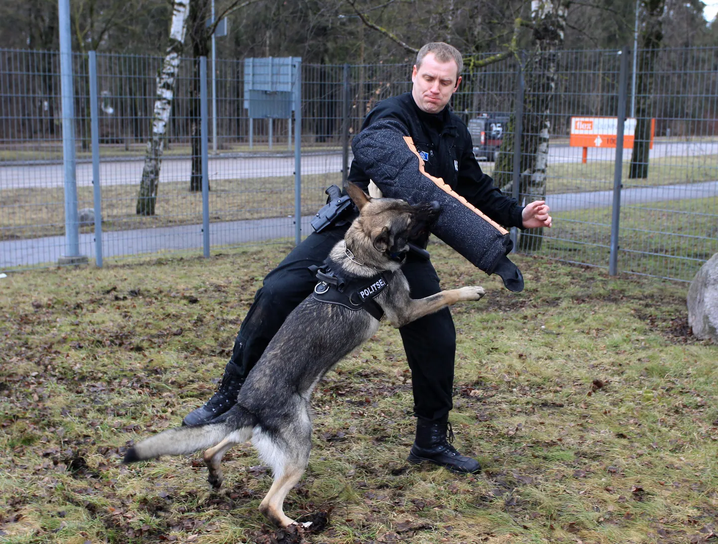 Saksa lambakoer Dexter ja Tartu politseijaoskonna komissar Rauno Rammo.