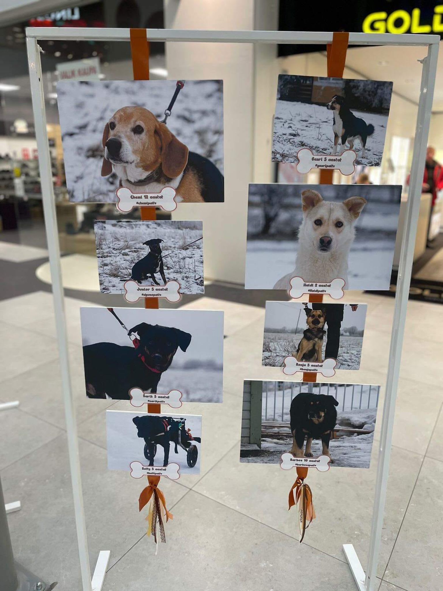 Трудно пройти мимо таких "фотомоделей" и остаться безразличными.