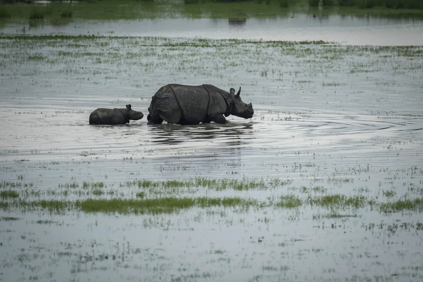 India ninasarvikud üleujutatud Pobitora looduspargis. 20. juuni 2024. Foto on illustratiivne.