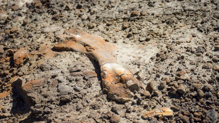 Nathani leitud tükk dinosauruse fossiilist.