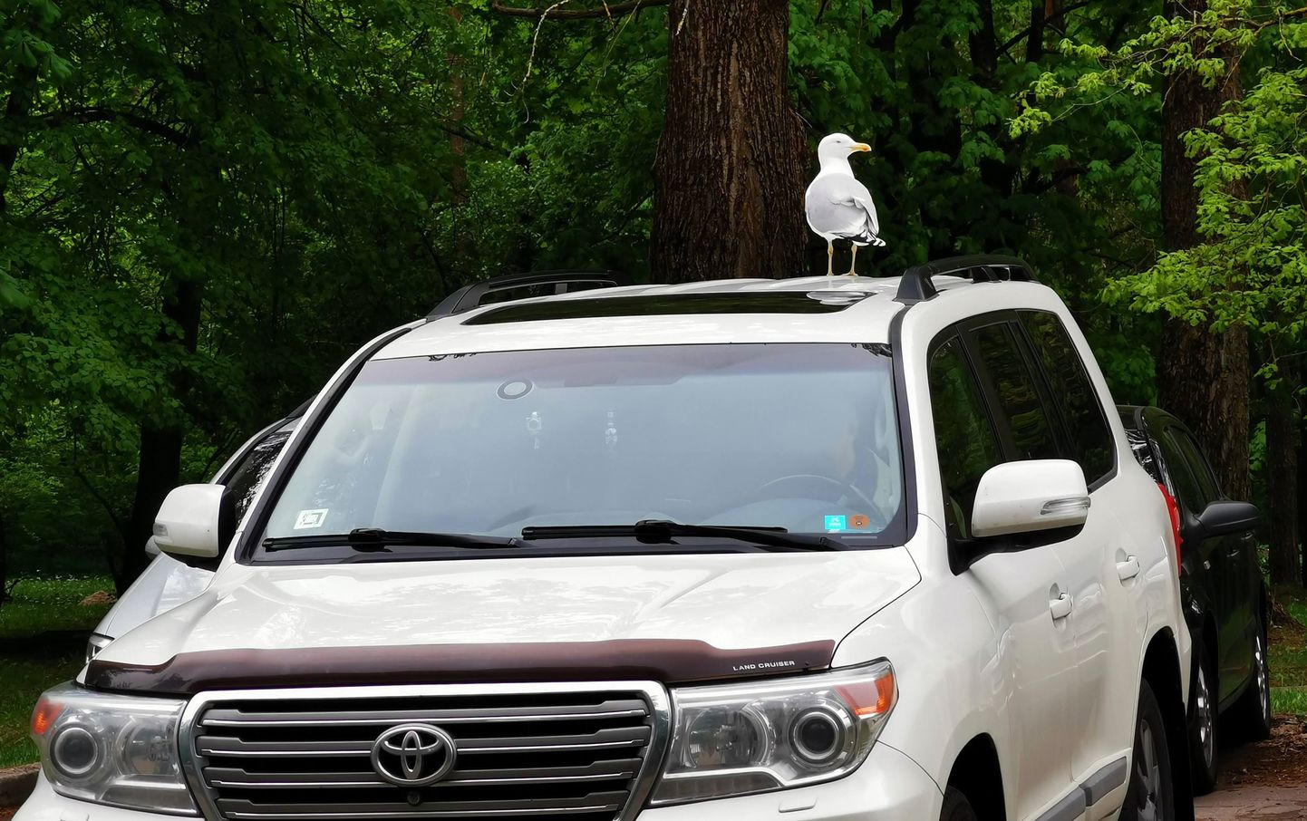 Putns uz automašīnas jumta