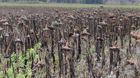 LOODUSKALENDER ⟩ Millal see lumi siis tuleb?