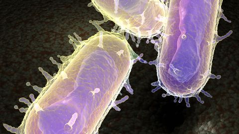 Muhkkatku tekitav bakter Yersinia pestis. Muhkkatku tekitav bakter Yersinia pestis.