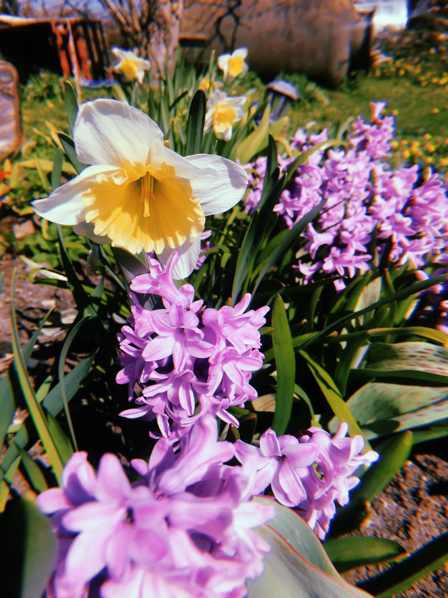 Artikli foto