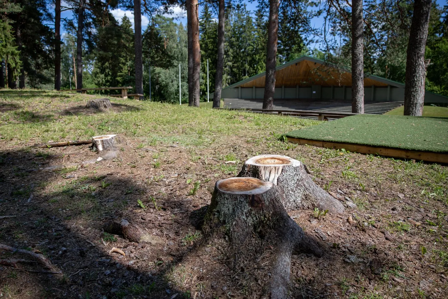 Kokku tuleb eemaldada 15 kuivanud või ohtlikult viltu vajunud puud. Foto on illustratiivne.