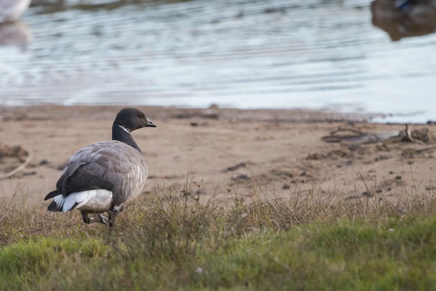 Mustlaglet on Viljandi järve kaldal juba loendatud.