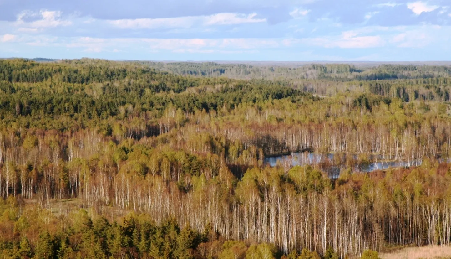 Krustkalnu dabas rezervāts. Skats no skatu torņa.