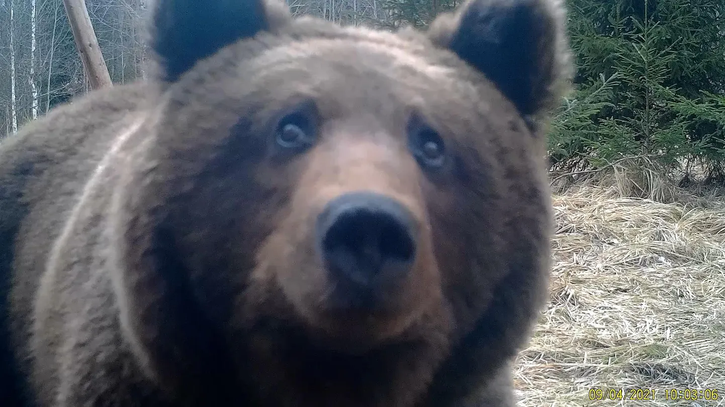 Rajakaamerasse jäänud karu.