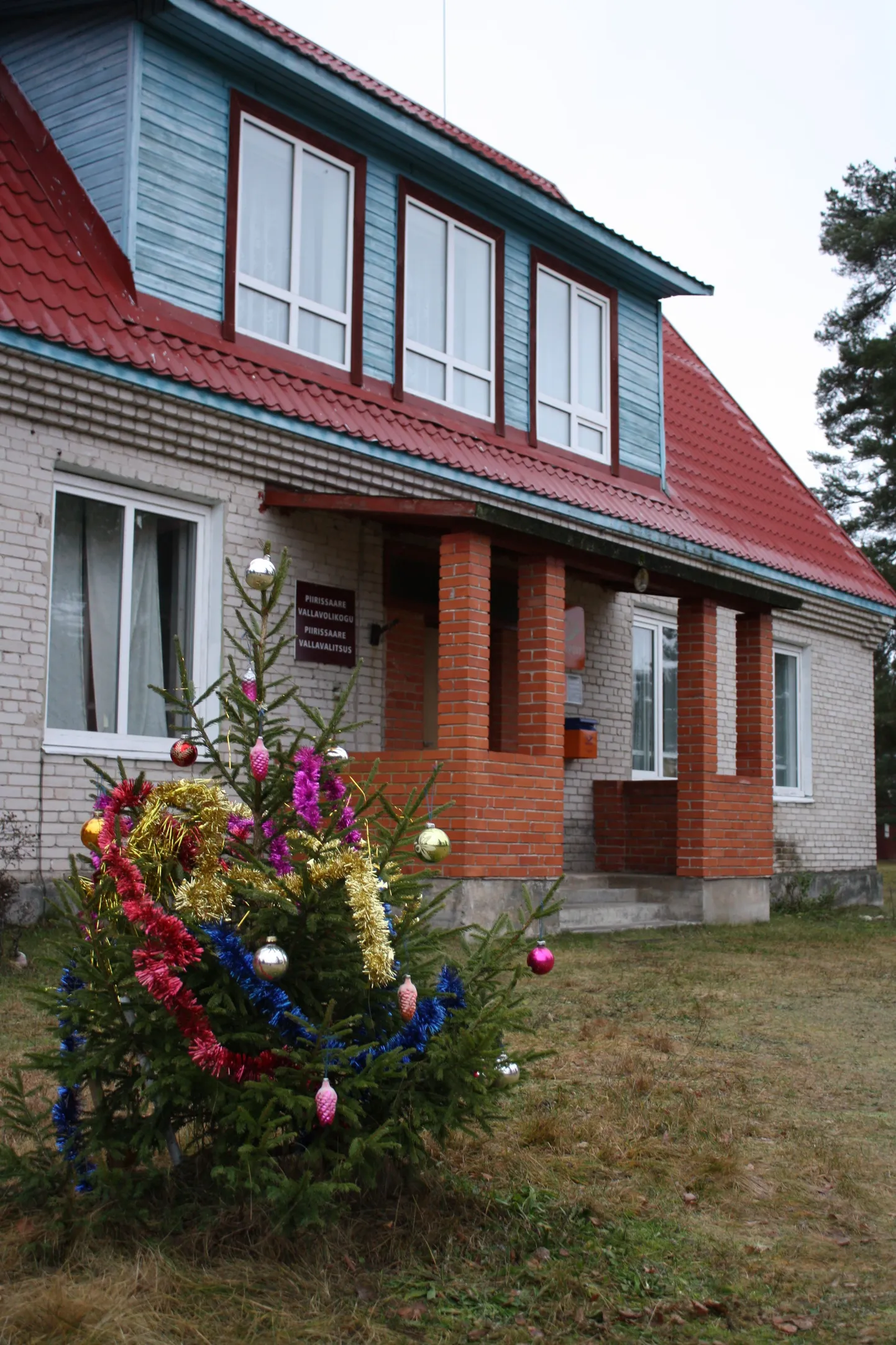 Piirissaare vallamaja ees kasvav kuusk sai jõulude puhul ehted.