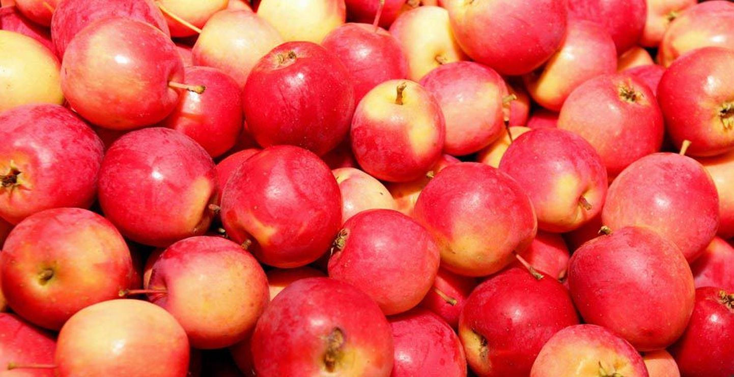 Polli aiandusuuringute keskuse õunalaos on punapõskseid kaunitare kümnete tuhandete kaupa ja midagi leidub igale maitsele.