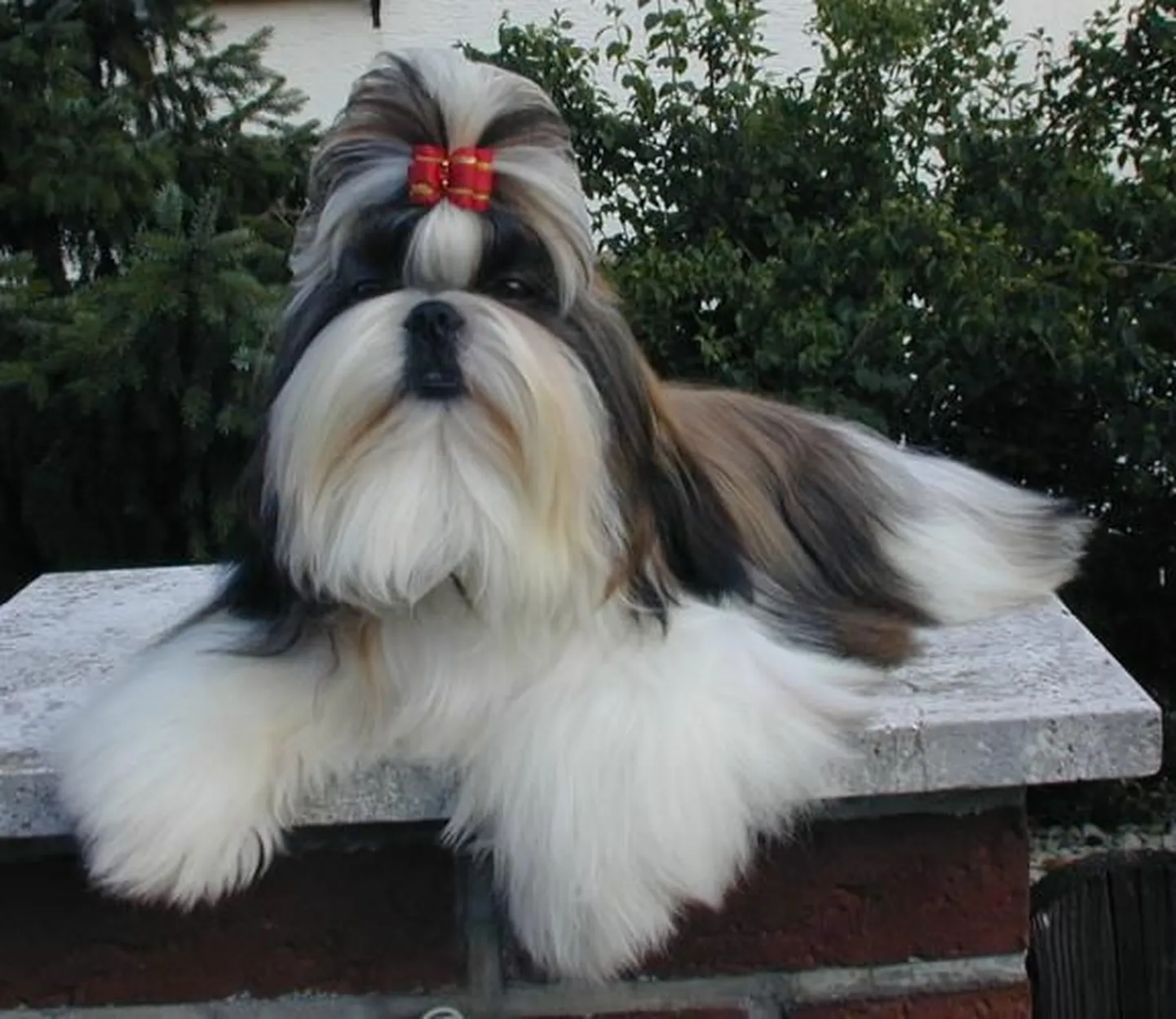 Shih-tsu tõugu koer. Fotol olev loom pole juhtumiga seotud