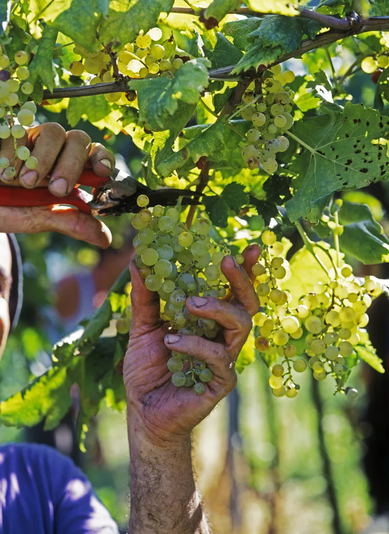 Mees korjamas viinamarju. Pilt on illustreeriv