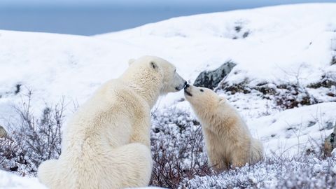 GALERII ⟩ Nunnumeeter laes: imearmas jääkarupoeg sulatab kõik südamed!