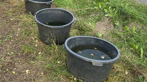 Tartumaa hobusepidajat tabas halb üllatus: veenõud kadusid ööga nagu loitsu peale