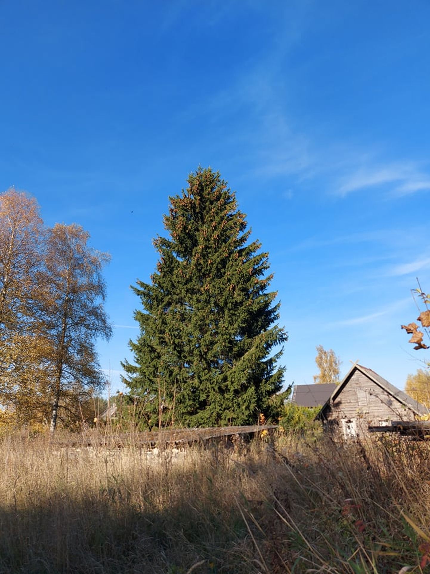 Selline on Tartu tänavune jõulupuu, mis praegu seisab veel Koloreino külas Lupi kinnistul.