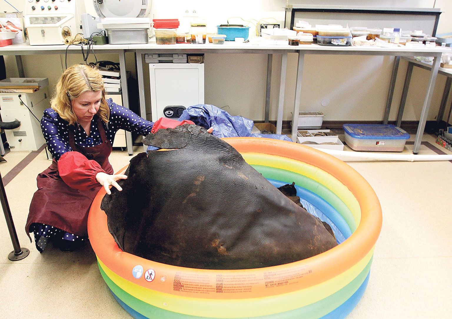 Kristel Kajak näitab keskaegselt kaubalaevalt pärit loomanahka, mis kaalub umbes viis kilo ja mille 
pinnalaotus on 110 x 140 sentimeetrit. See on suurim arheoloogiline nahaleid Eestist.