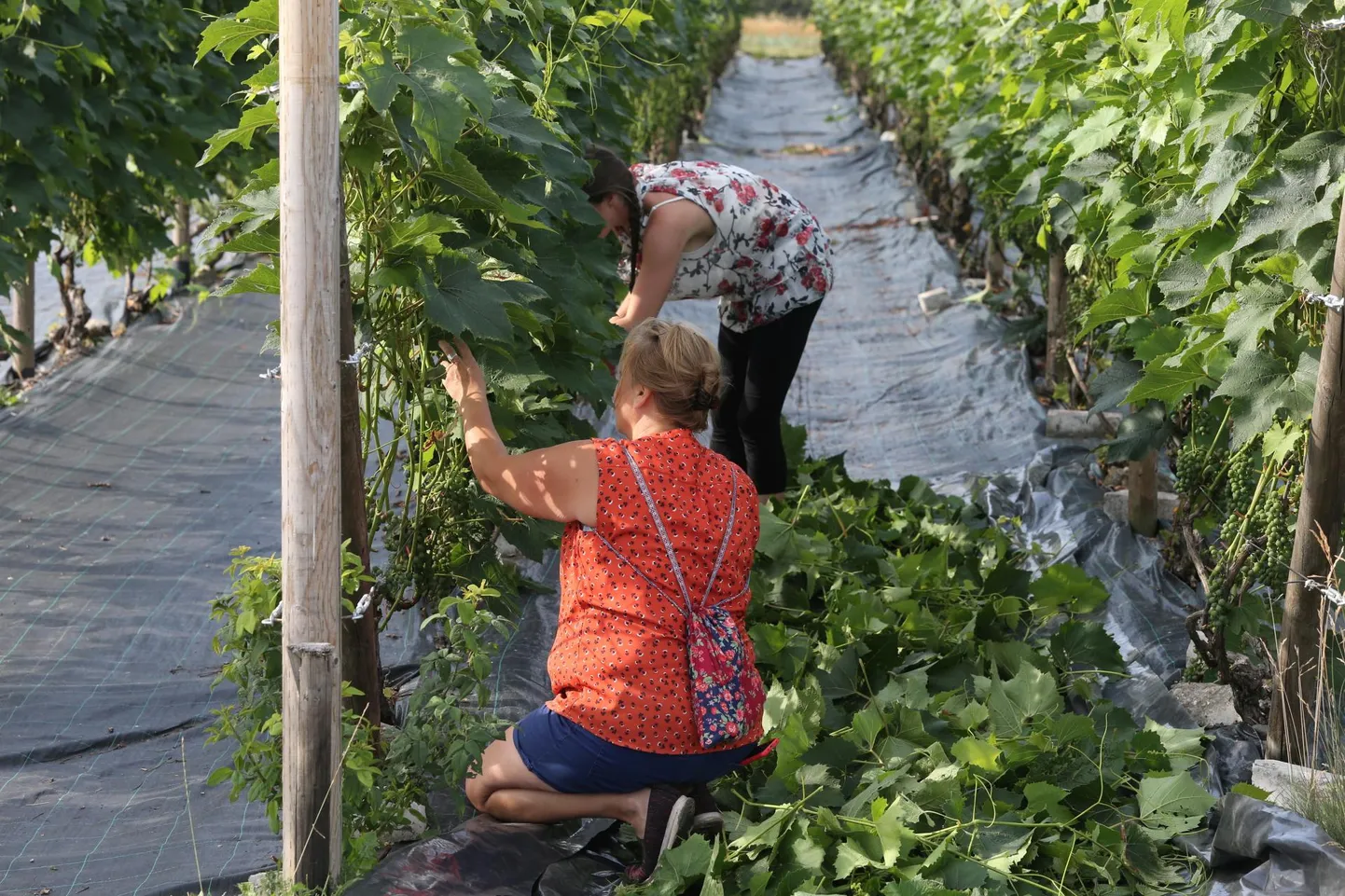 Maaülikooli aiandustudengid käivad juuli keskpaigast saati Rõhu kaitseaias pea iga nädal abis viinamarjalehti korjamas. Katse tarvis on lehed juba silohoidlasse viidud, viinapuid tuleb aga marjade küpsemiseks nüüdki lehtedest tühjendada.