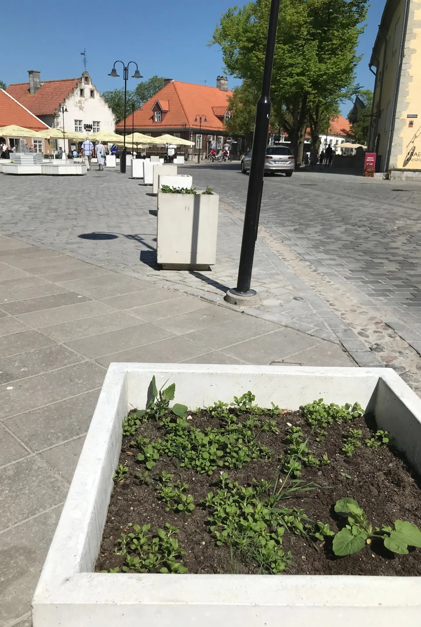 Kuressaare linn on tänavafestivali ning aiandus-ja Lillepäevade (!) eel "mattunud lokkavasse lilleilusse".
