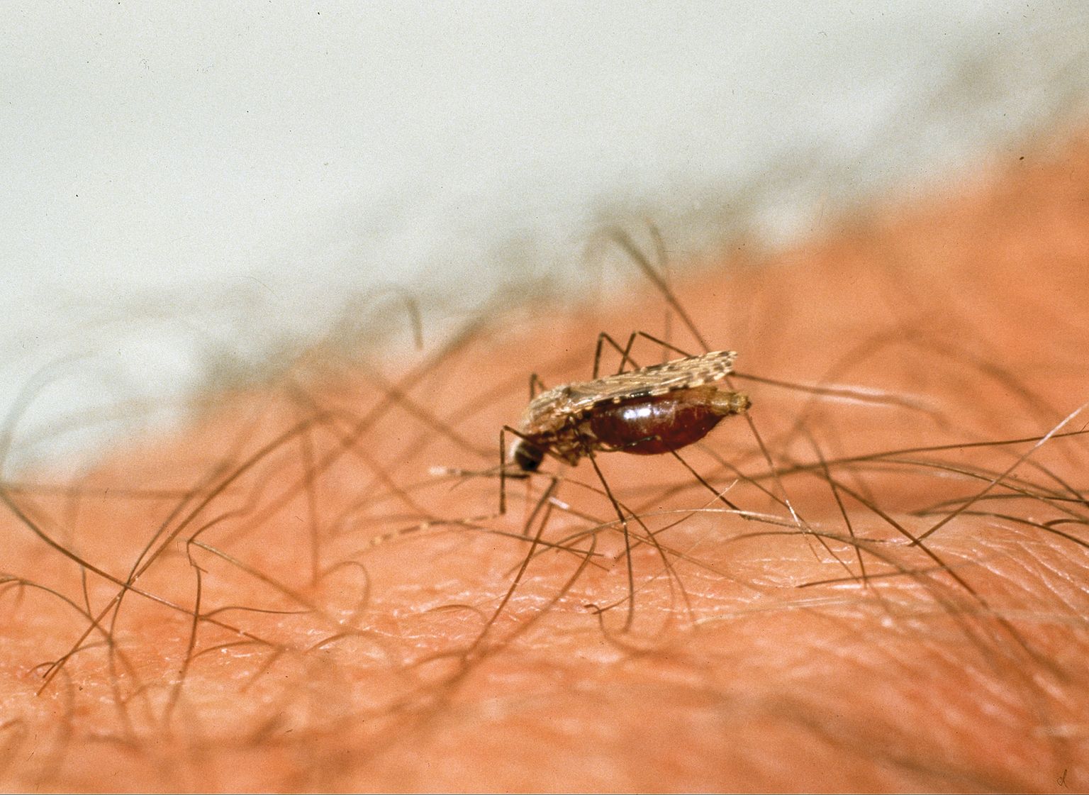 Sääsehammustuse kaudu võib levida nii malaaria kui ka inimese naha all parasiteerivad parmu vastsed.