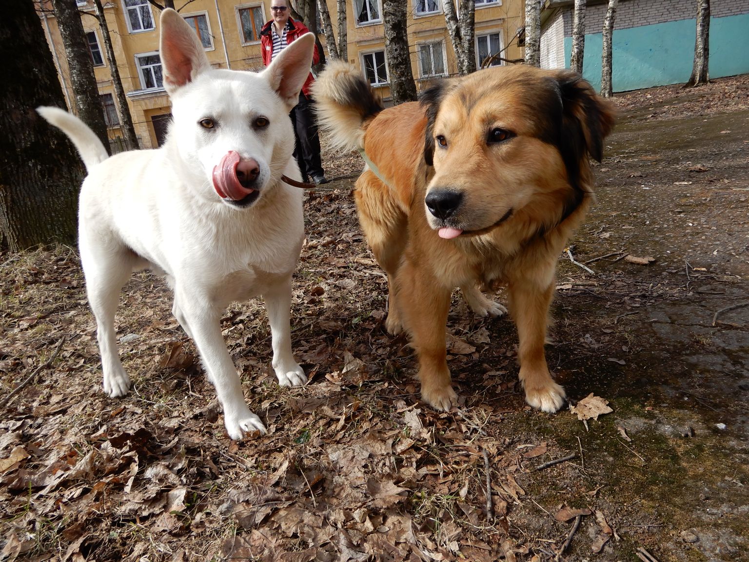 Собаки, живущие в бывшем здании Нарвской художественной школы, во время прогулки с волонтером Narva Kassituba.