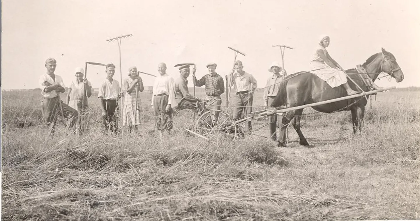 Heinakatsete koristamine 1926. aastal.