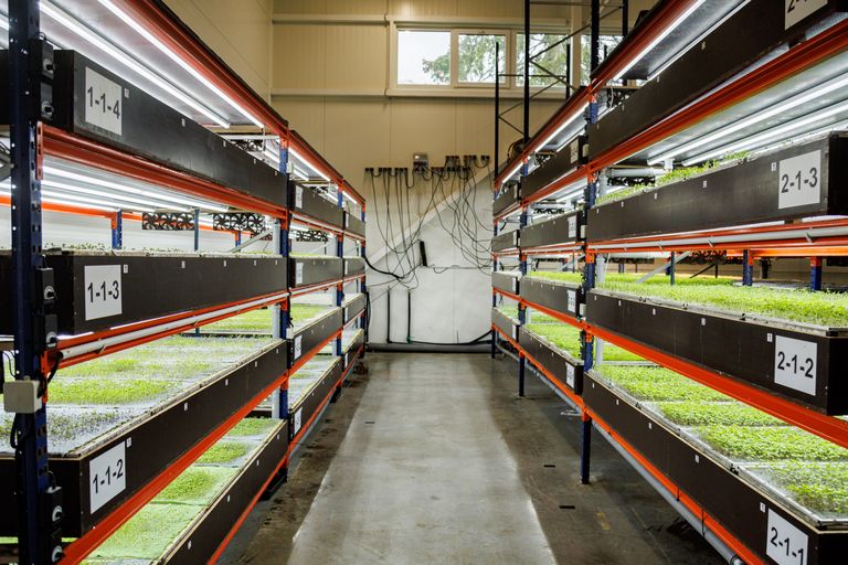 Вертикальная ферма Rohefarm в Виймси. Не исключено, что любимая многими клубника скоро будет выращиваться в таких помещениях. 