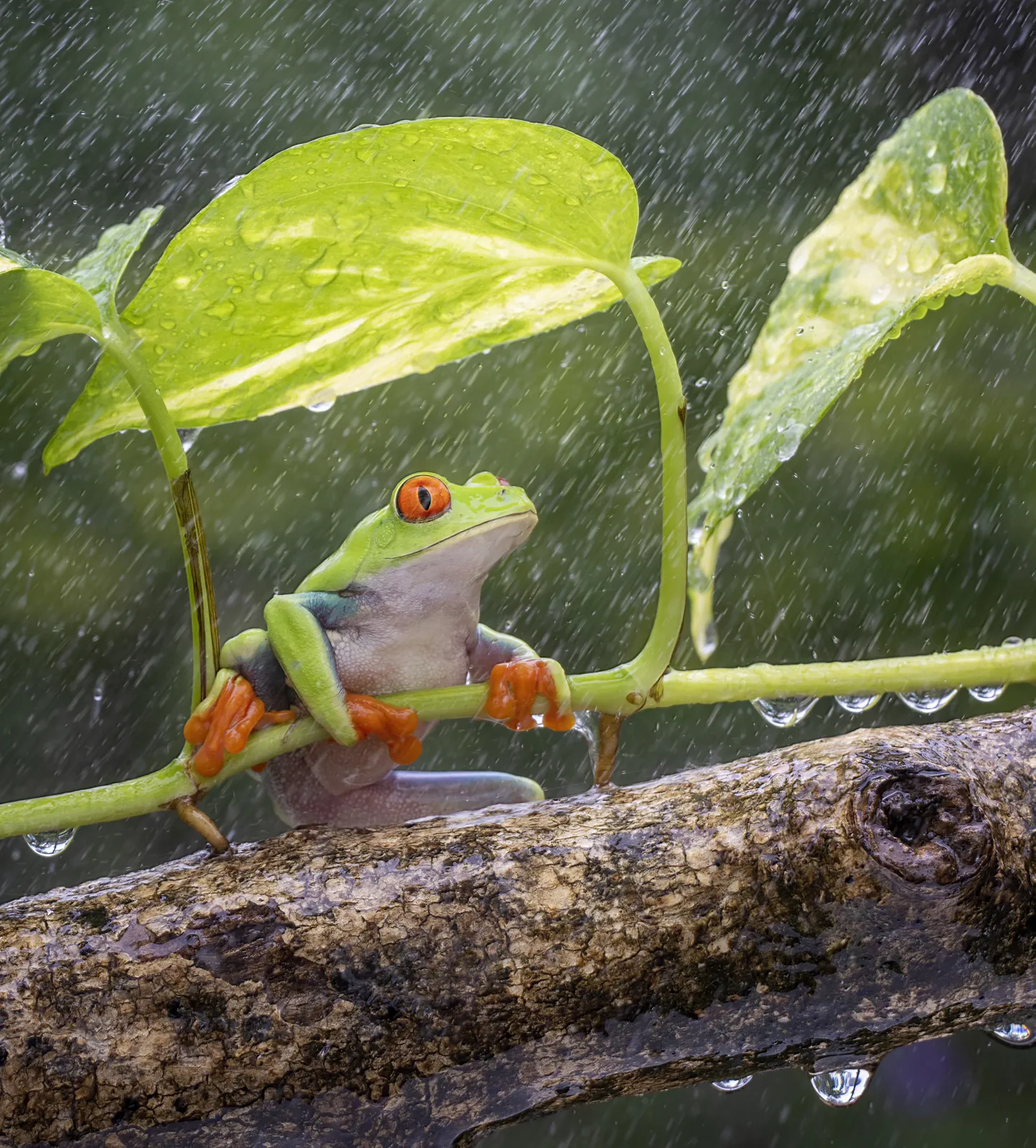 Indoneesia konn on vihmasajus lehe alla varjunud. Pilt on illustreeriv.