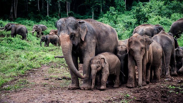 Азиатские слоны - ближайшие из живущих родственников мамонтов