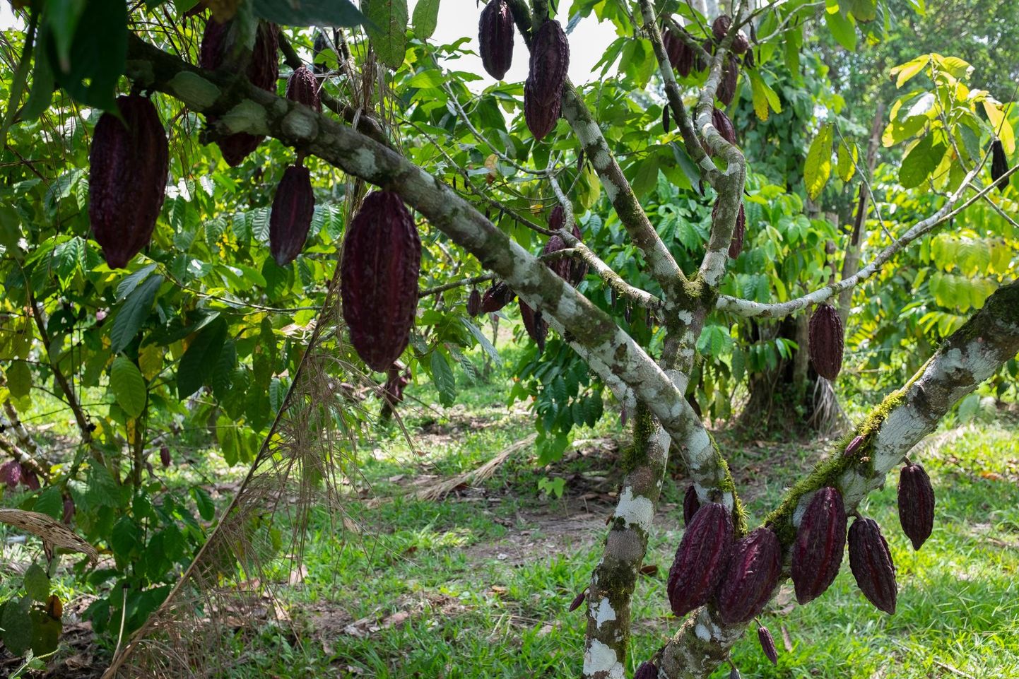 Kakaopuu ­viljad on ­10–30 cm pikad ja kaaluvad 300–500 g.