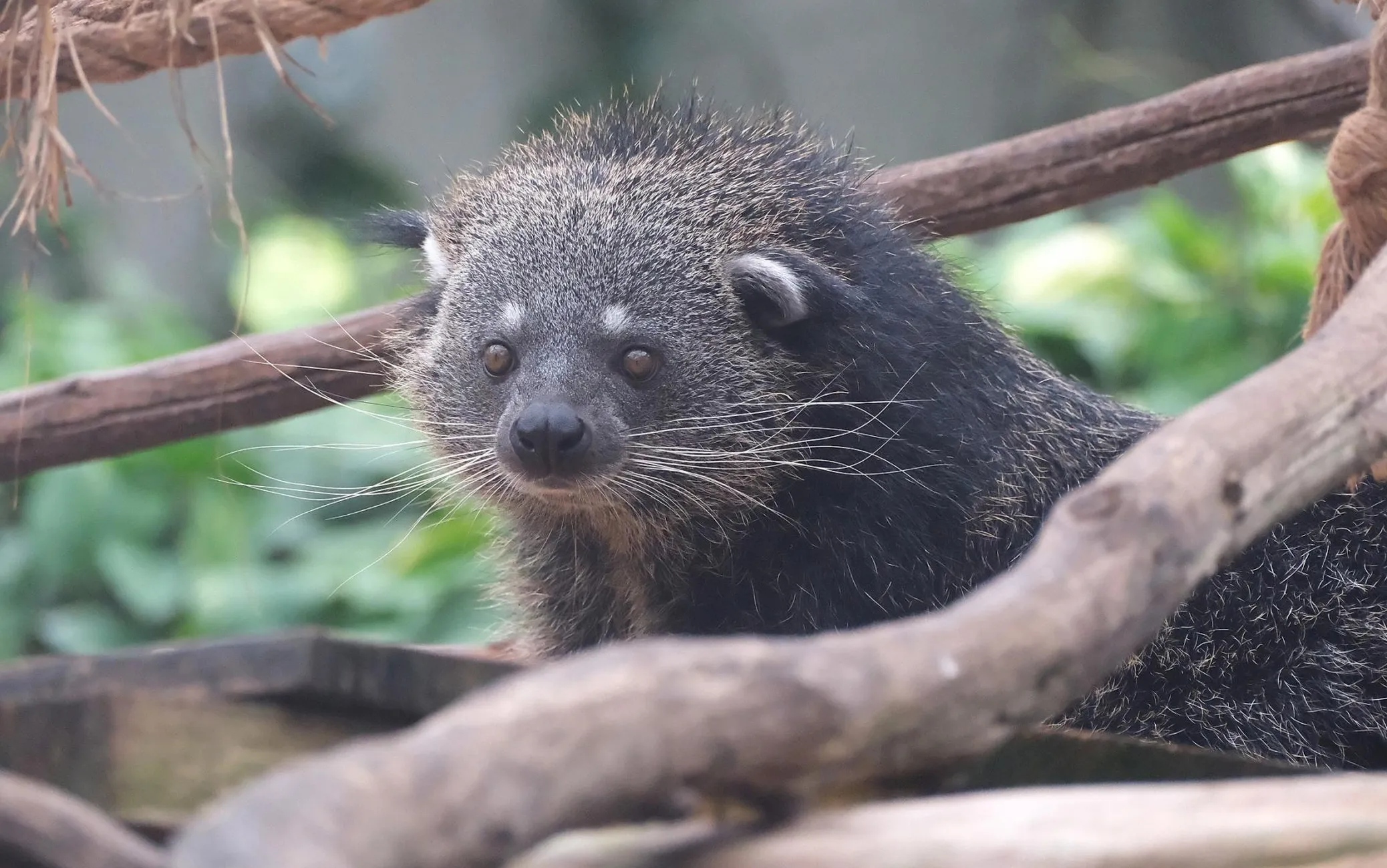 Binturong piilub veidi kahtlustava näoga.