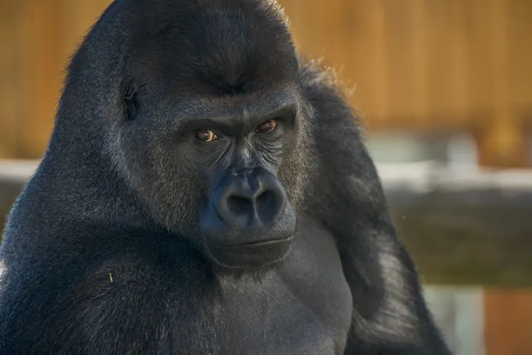Gorilla. Pilt on illustreeriv